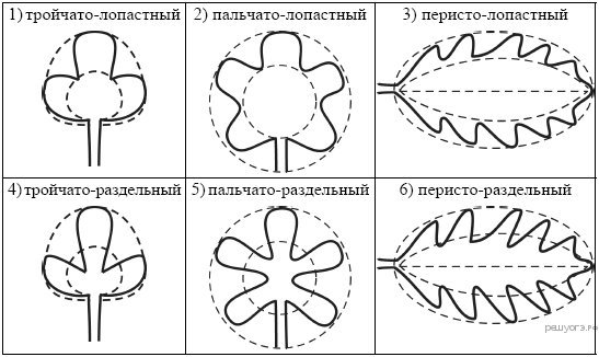 Какие структуры листа обозначены цифрами 1 2 3 на рисунке его продольного среза