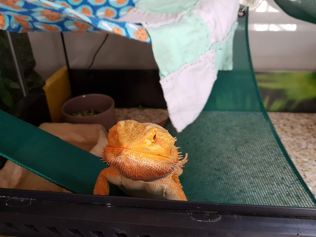 What kind of disinfectant/cleaner do you use? Herps and Reptiles Amino