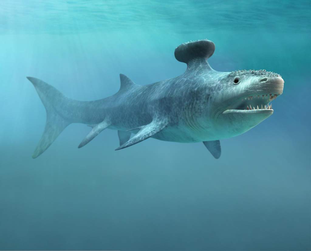 Extinct Animal Profiles #1 Stethacanthus Dinosaur Lovers Amino - 1024x826 - jpeg Late Devonian Animals