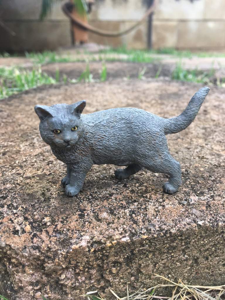 Schleich Warrior Cat Pictures | Schleich Amino