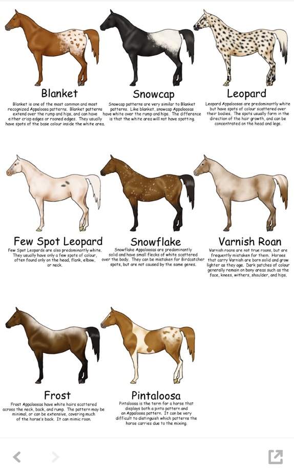 frost appaloosa