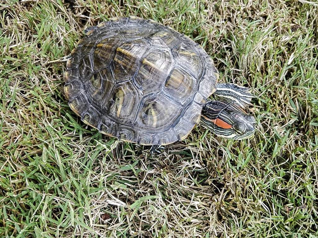 Pyramiding in a Turtle | Reptiles Amino