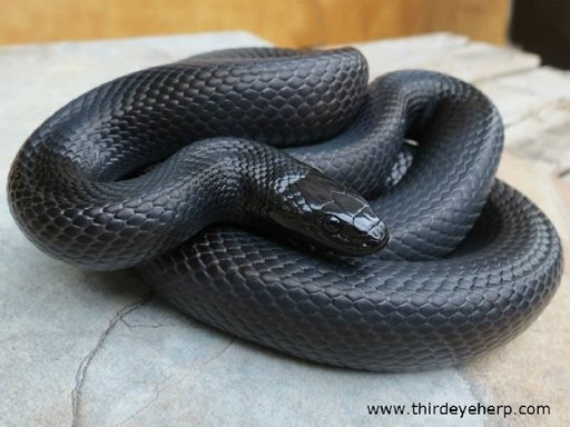 Mexican Black Kingsnake Care | Wiki | Reptiles Amino