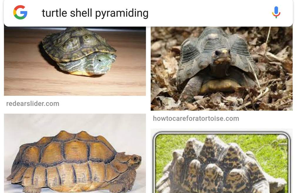 Pyramiding in a Turtle | Reptiles Amino