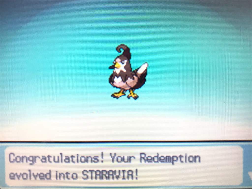 Full Odds Shiny Starly On Platinum Shiny Pokemon Amino Amino