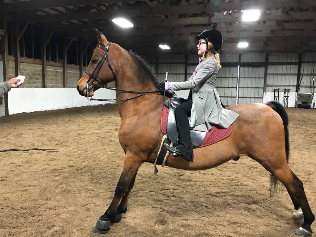 How Many People Ride Saddleseat On Amino? | Equestrian Amino