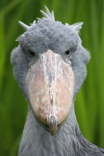 Shoebill | Wiki | MOE Can Change! Amino Amino