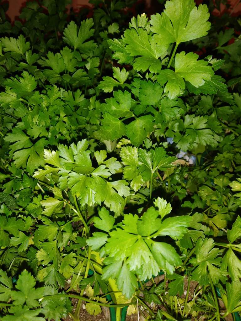 🎶 Parsley, Sage, Rosemary, and Thyme 🎶 The Witches' Circle Amino