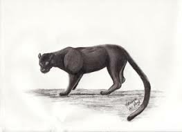 القطة الشبح الحقيقة الاكثر غموضا في تاريخ القطط Alien Big Cats إمبراطورية الرعب Amino
