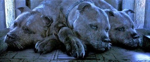 Theory about Cerberus and Fluffy | Harry Potter Amino