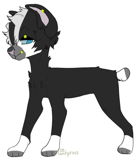 Edgy Dog adoptable | Adopts Amino