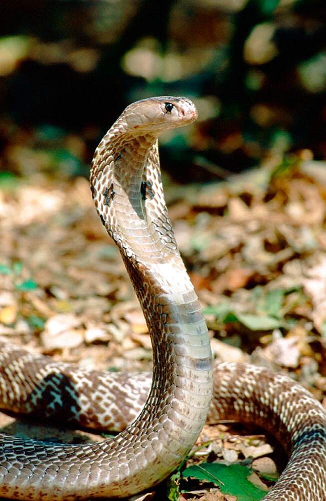 Ten Facts About The Indian Cobra 