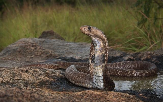 Ten Facts About The Indian Cobra | Wild Animals! Amino