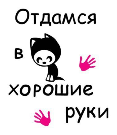 Тима котик | Аниме Amino Amino