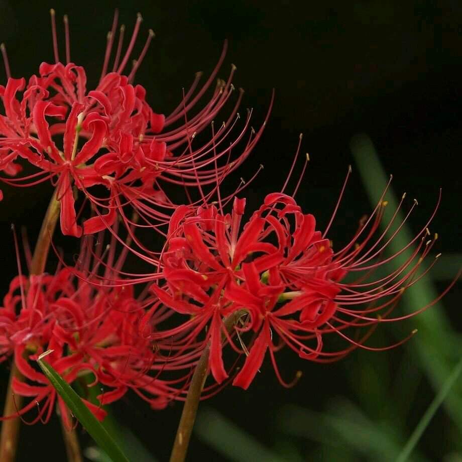 Lycoris radiata, la flor mas hermosa uwu | ・Tokyo Ghoul・ Amino