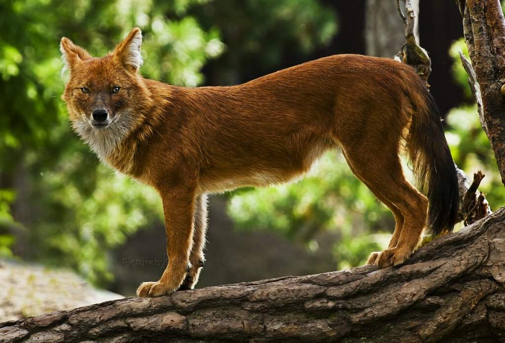 Fun Facts about the Dhole | Wild Animals! Amino