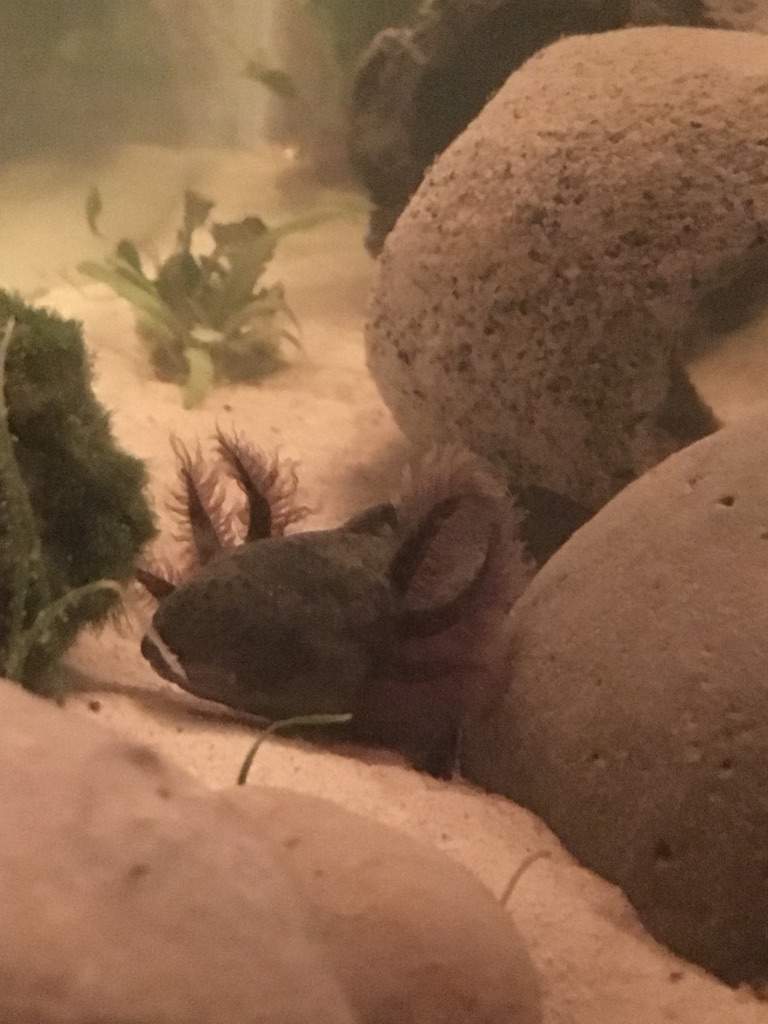 Ace Axolotl Amino Amino