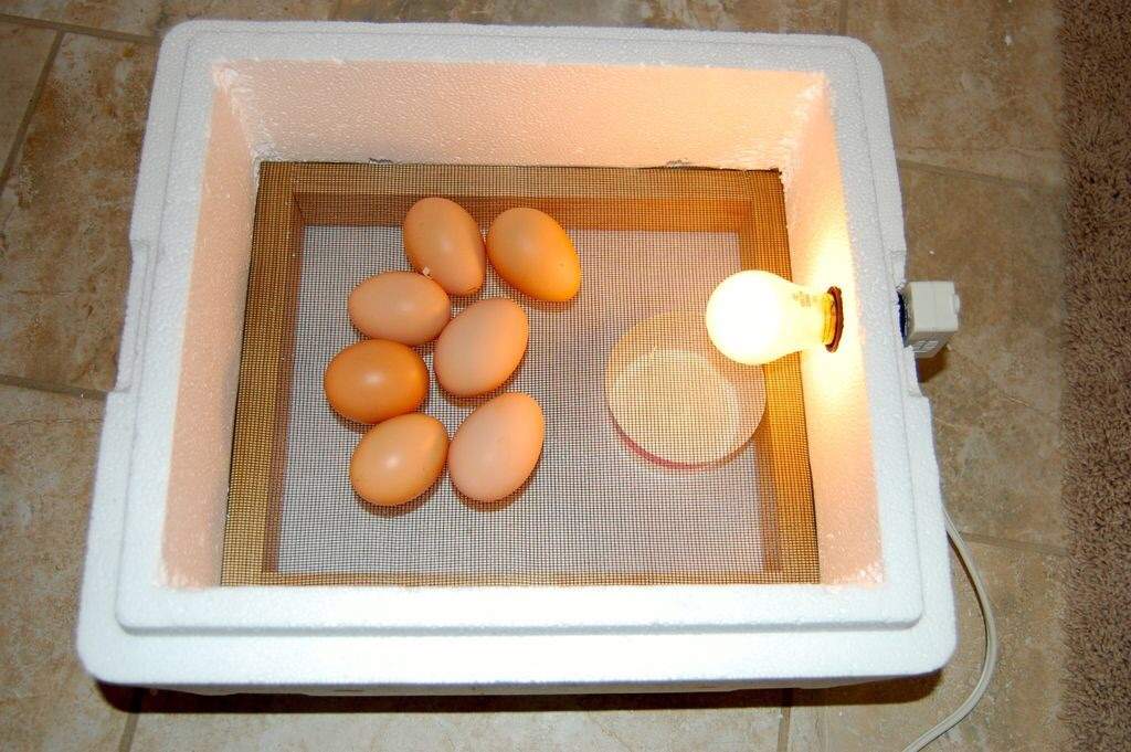 How to hatch a bird egg without an incubator