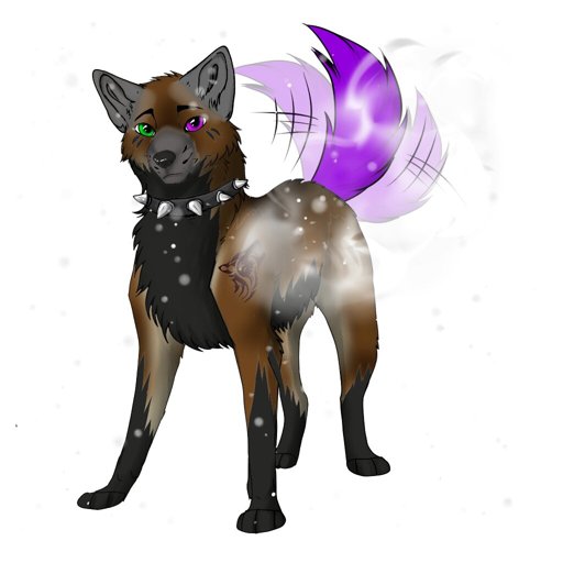 Dakota | Wiki | Wolf Amino Amino