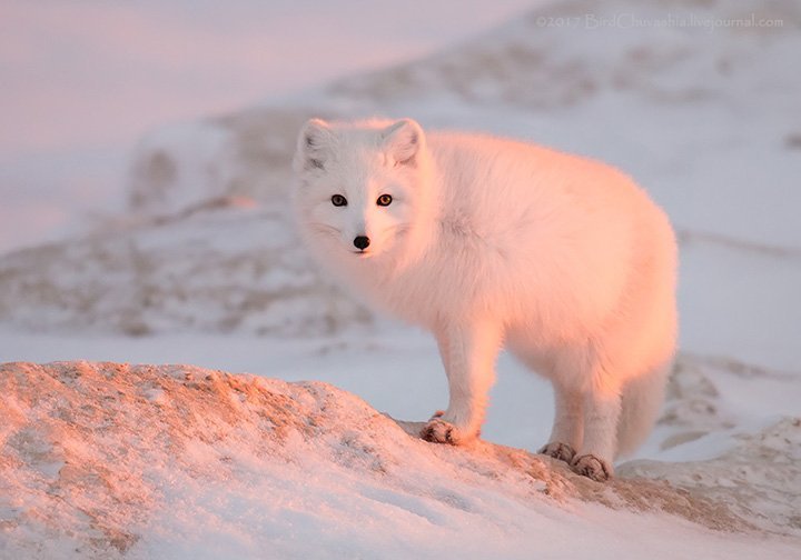 arctic fox sounds