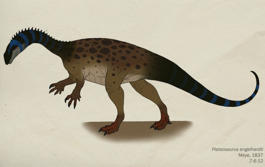 Sellosaurus | Wiki | Amino Paleontología Amino