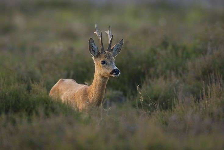 roe deer facts