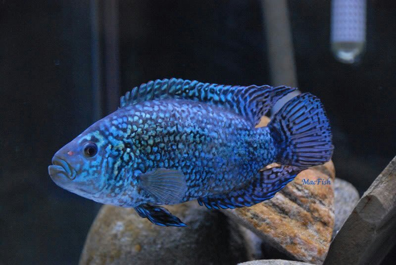 blueberry oscar fish