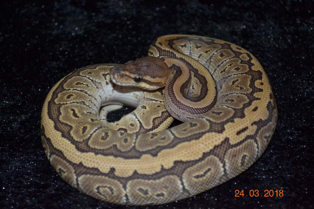 pinstripe ball python baby