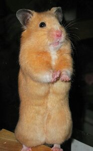 Hamster Body Languages Hamsters Amino