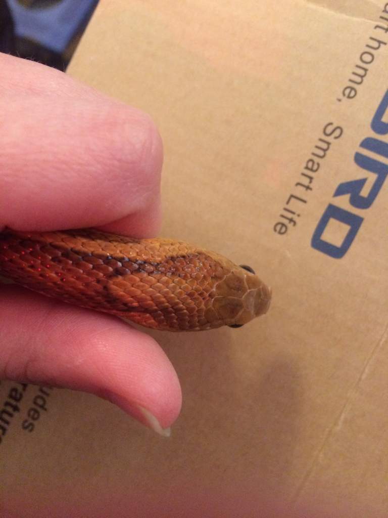 scale-peeling-is-my-corn-snake-going-to-be-okay-and-how-can-i-pervent