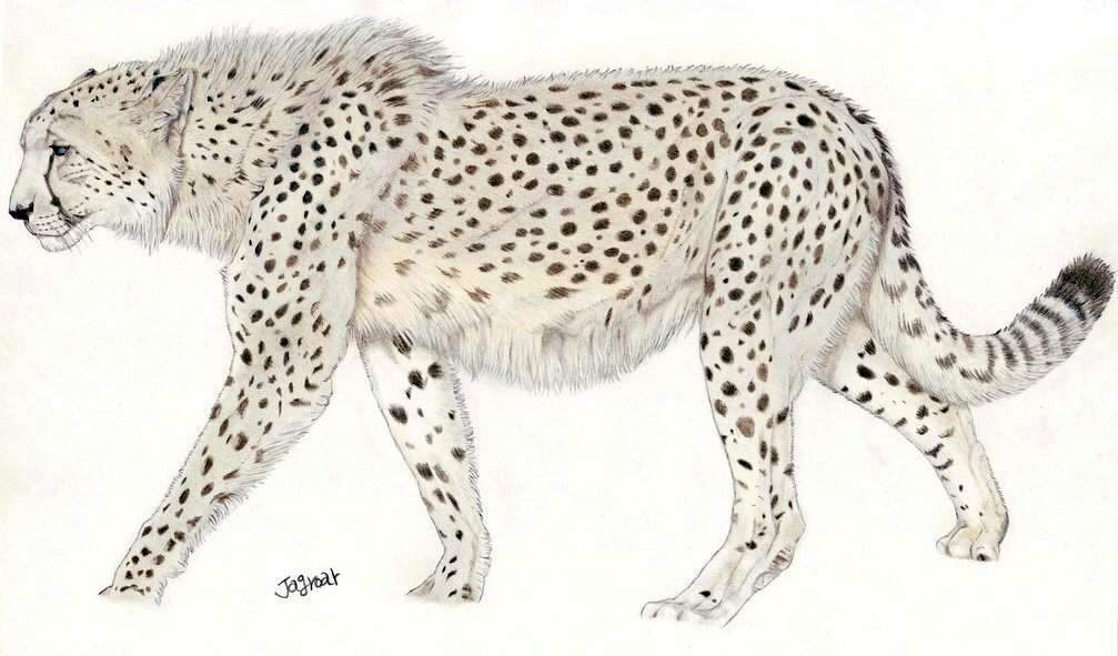 Acinonyx Pardinensis Wiki ⚪Jurassic Park Amino⚪ Amino
