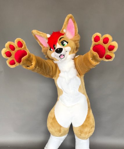 First corgi ! | Furry Amino