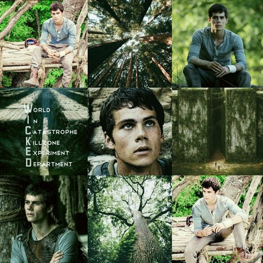 Thomas Aesthetic | The Glade Amino