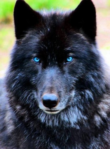 Macumber The Dire Wolf | Wiki | Thrones Amino