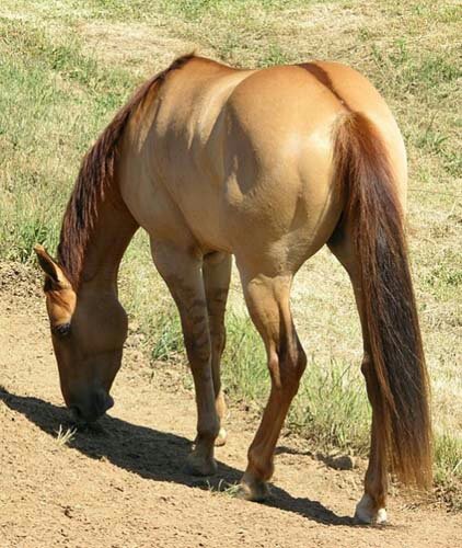 chestnut dun horse