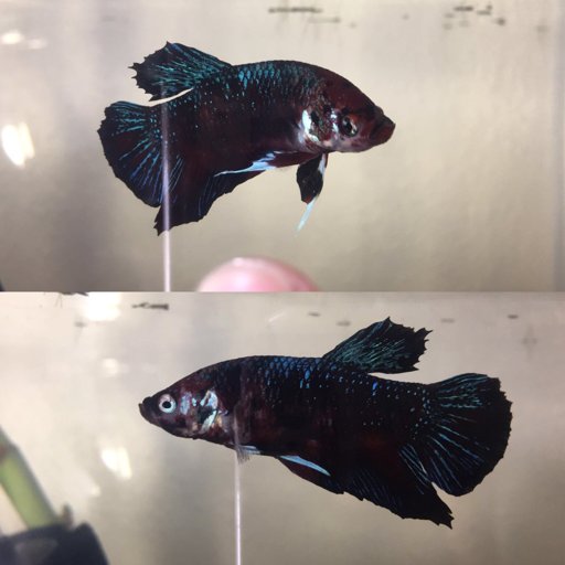 Tā Mā De | Wiki | Betta Keepers Amino