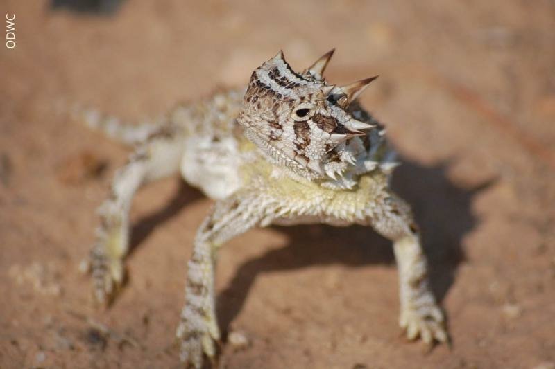 Fun Facts about the Texas Horned Lizard | Wild Animals! Amino