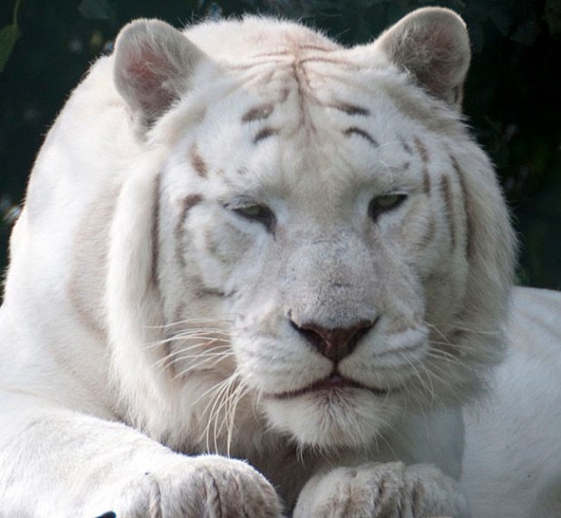 White Tigers: The Ugly Truth | 𖣘Therian • Amino𖣘 Amino