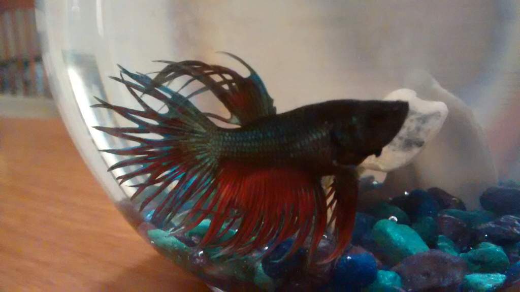 What should i name my fish