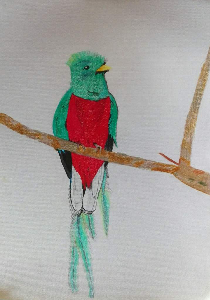 Dibujo de Un Quetzal | •Arte Amino• Amino