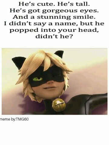 Cat noir memes 2 | Miraculous Amino