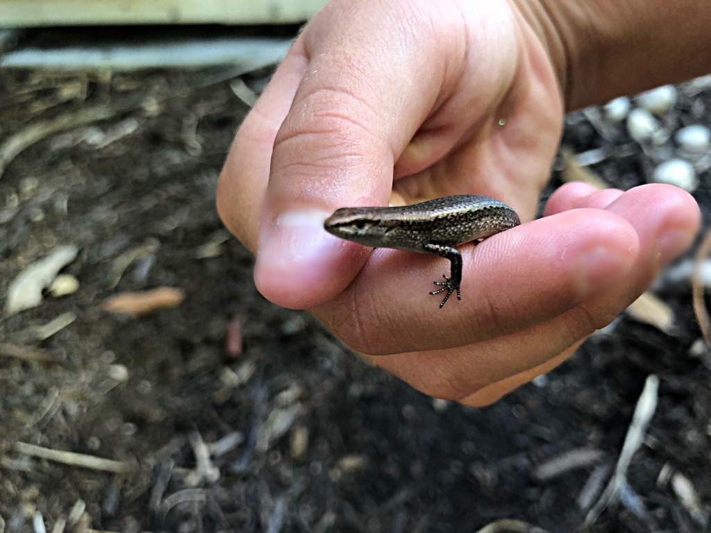 Went Out Herping And Found These Little Guys Both Common Garden