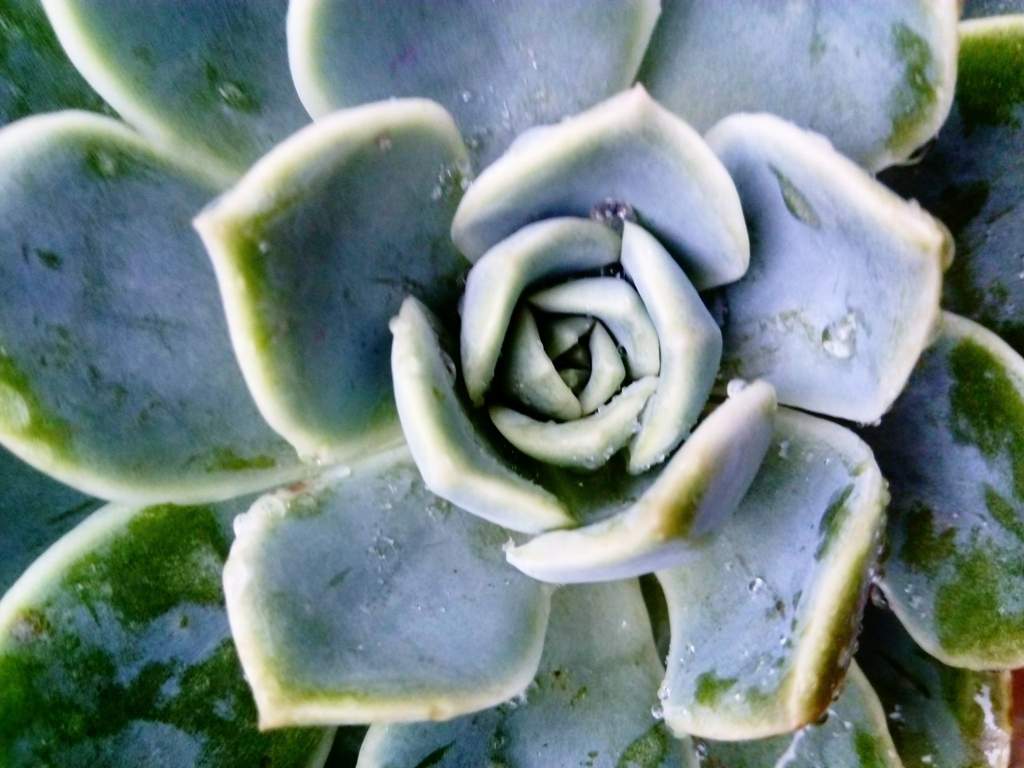 The Magical Properties of Cacti and Succulents | The Witches' Circle Amino