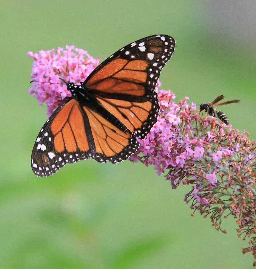 SCP - _____ “Just a Regular Butterfly” | Wiki | SCP Foundation Amino