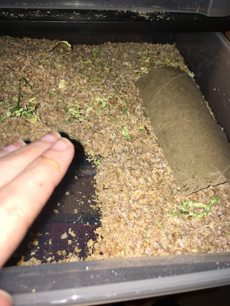 Self Sorting Mealworm Farm Reptiles Amino