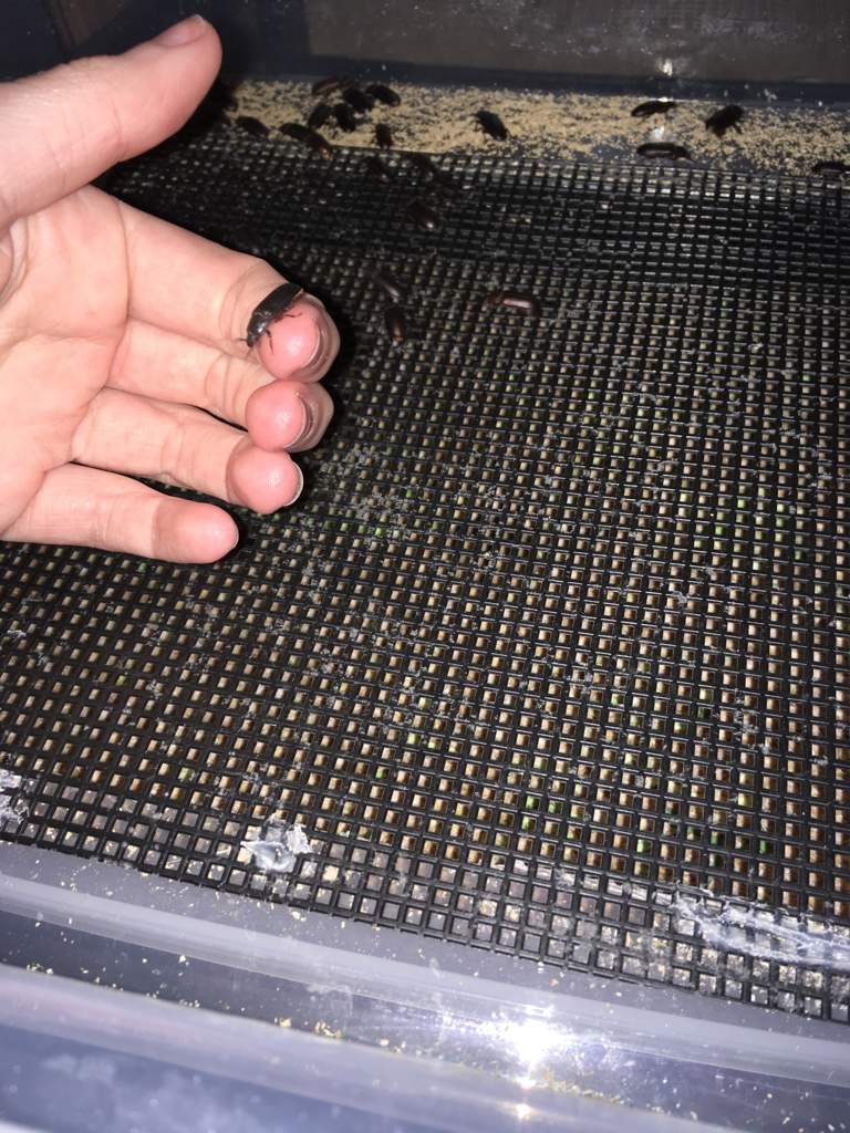 Self Sorting Mealworm Farm Reptiles Amino