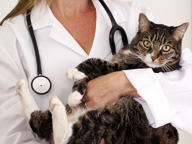 Why the FVRCP vaccine is so important | Cats Amino
