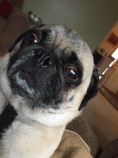 Batman The Pug | Wiki | Pug Amino🐾 Amino