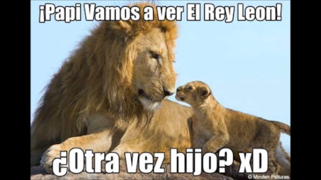 Memes del rey leon | El rey león Amino