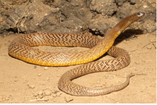 5 facts about the Inland Taipan | Wild Animals! Amino